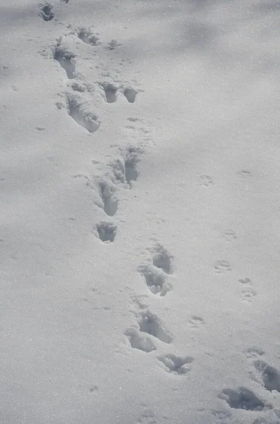 Animal Tracks Snow — Stock Photo, Image