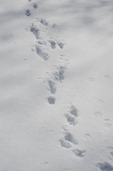 Animal Tracks Snow — Stock Photo, Image