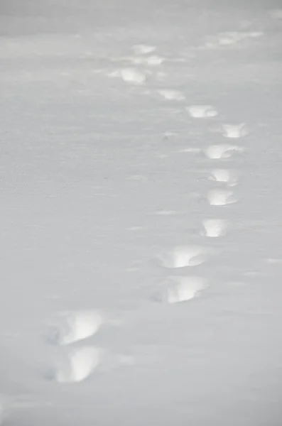 Animal Tracks Snow — Stock Photo, Image