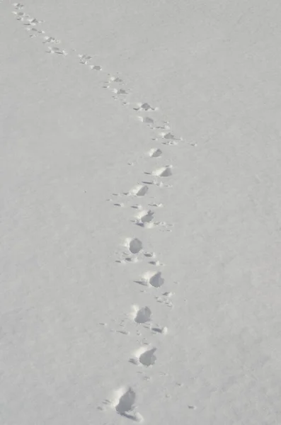 stock image Animal Tracks in Snow