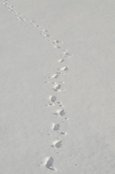Tracce Animali Nella Neve — Foto Stock
