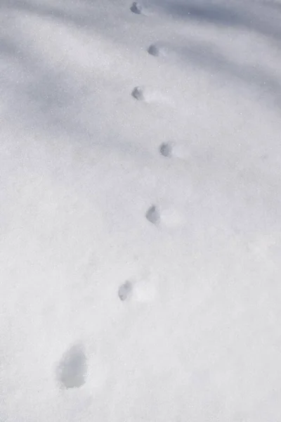 Animal Tracks Snow — Stock Photo, Image