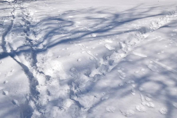 Ślady Zwierząt Śniegu — Zdjęcie stockowe