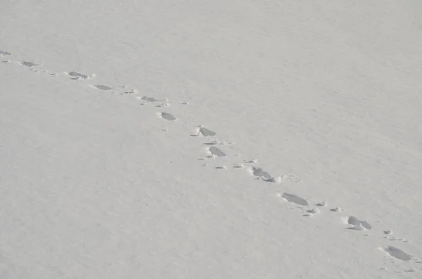 Animal Tracks Snow — Stock Photo, Image