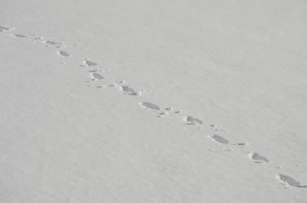 Animal Tracks Snow — Stock Photo, Image