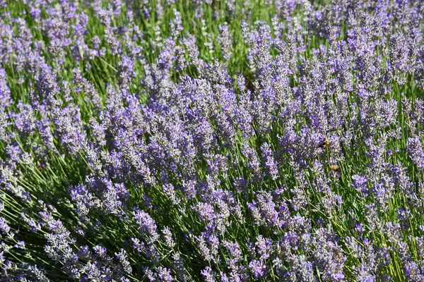 Close Witte Vlinder Lavendel Bloemen — Stockfoto