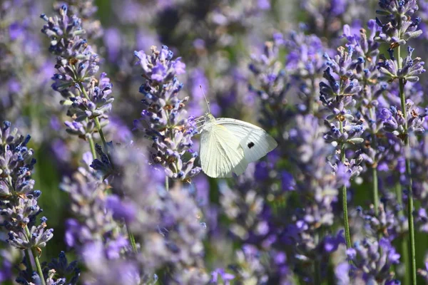 Szoros Fehér Pillangó Levendula Virágok — Stock Fotó