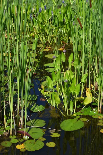 Closeup Swamp Plant Lake — Stock Photo, Image