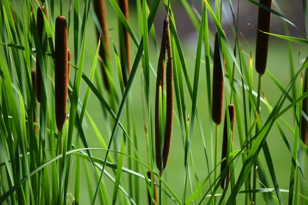 Close Summer Cattails — Stock Photo, Image