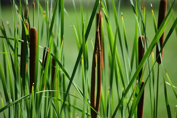 Closeup Summer Cattails Lake — Stock Photo, Image