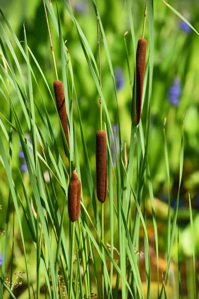 Closeup Summer Cattails Lake — Stock Photo, Image