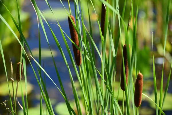 Closeup Summer Cattails Lake — Stock Photo, Image