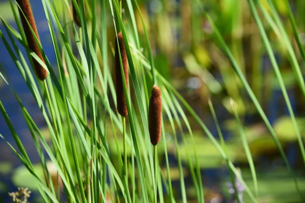 Closeup Summer Cattails Lake — Stock Photo, Image