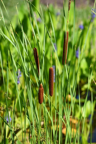 Closeup Summer Cattails Lake — Stock Photo, Image