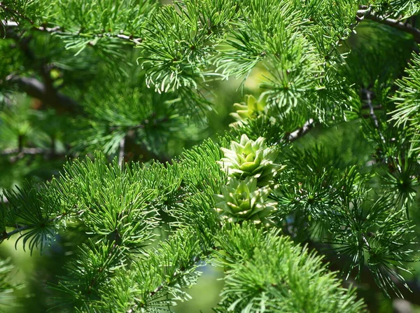 Closeup Pine Cone Tree — Stock Photo, Image