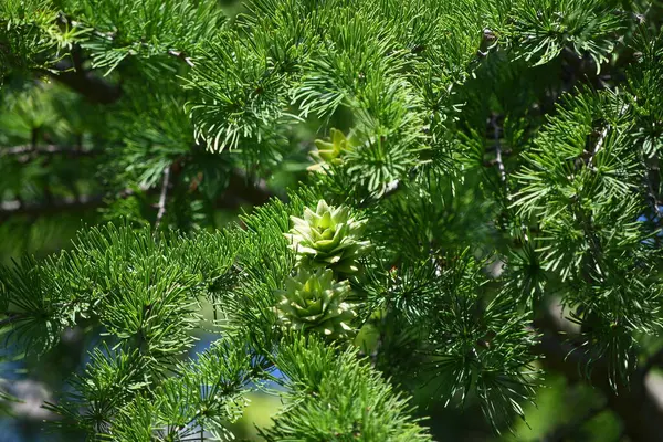 Albero Pigna Primo Piano — Foto Stock