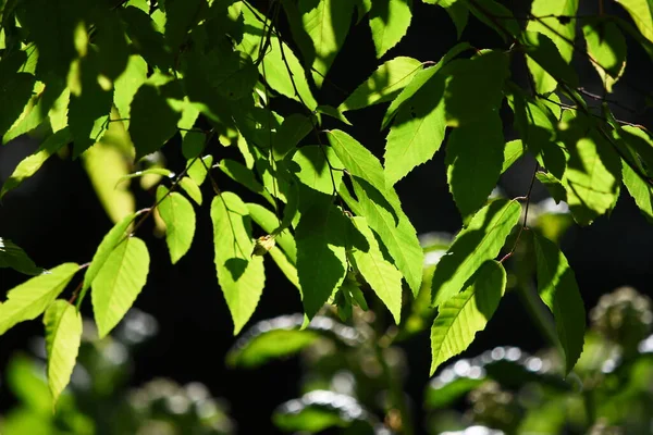 Sluiten Zomer Boom Bladeren — Stockfoto