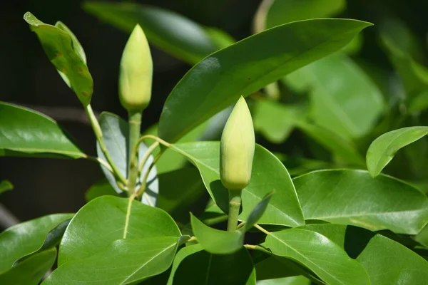 Closeup White Tree Magnolia — 图库照片