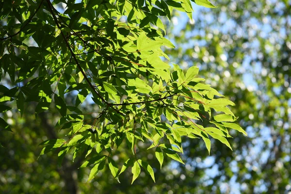 Close Foglie Albero Estivo — Foto Stock