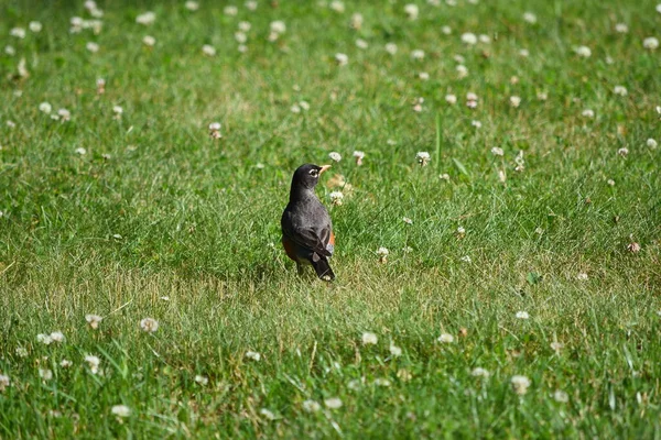 Close American Bird — Φωτογραφία Αρχείου