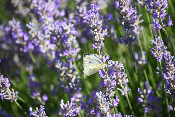 Closeup White Butterfly Lavenders Flowers 图库图片