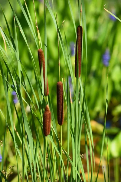 Nahaufnahme Sommer Rohrkolben See lizenzfreie Stockbilder