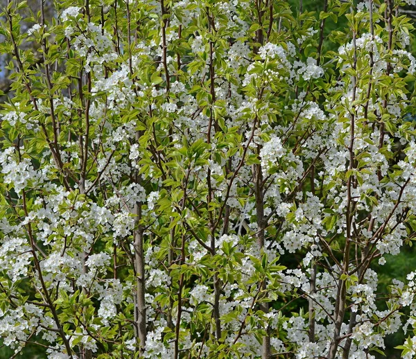 Gros Plan Pommier Fleur — Photo