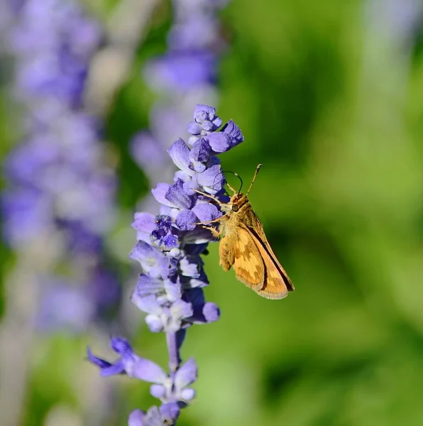 Closeup Butterfly Lavender Flowers — ストック写真