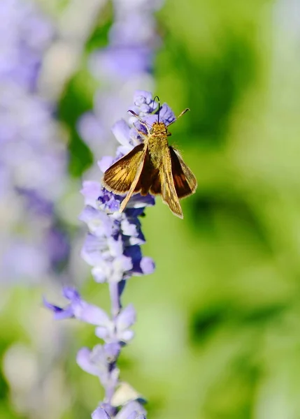 Closeup Butterfly Lavender Flowers — Stock Fotó