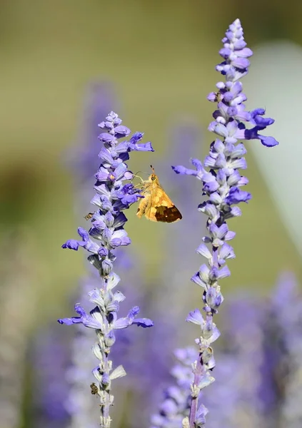 Closeup Butterfly Lavender Flowers — ストック写真