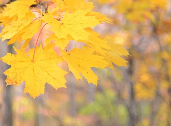 Closeup Maple Tree Leaves — ストック写真