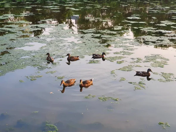 Primo Piano Anatra Selvatica Sul Lago — Foto Stock