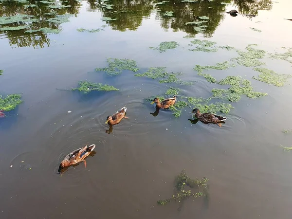 湖上的野鸭 — 图库照片