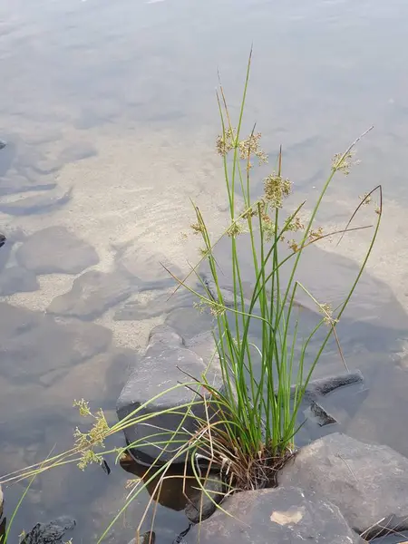 Closeup Grass Lake — Stock Photo, Image