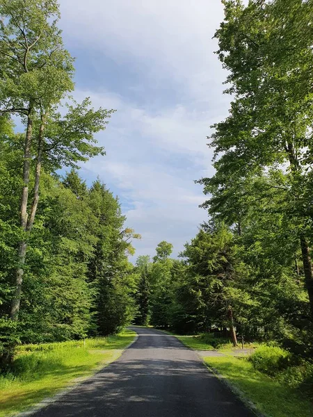 Closeup Road Forest — Stock fotografie