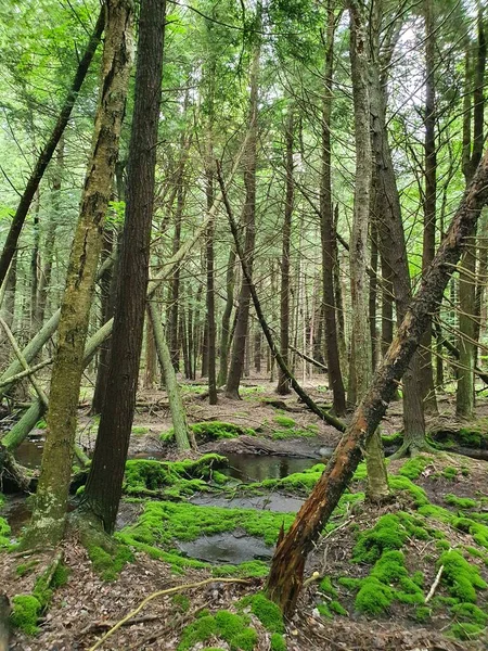 森の中の閉鎖川 — ストック写真