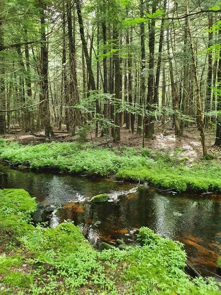 Fiume Primo Piano Nella Foresta — Foto Stock