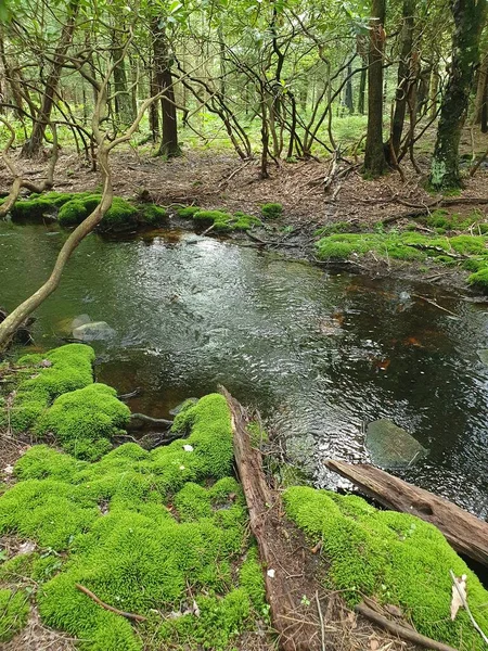 Fiume Primo Piano Nella Foresta — Foto Stock