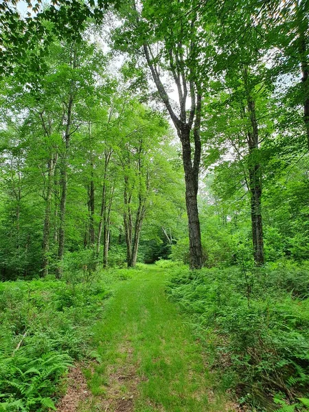 Fechar Floresta Verde Com Trilha — Fotografia de Stock