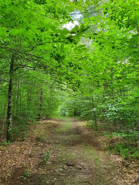 Fechar Floresta Verde Com Trilha — Fotografia de Stock