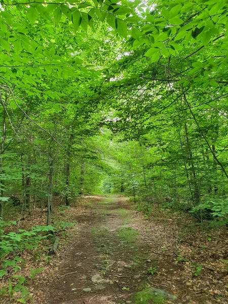 Forêt Verte Étroite Avec Sentier — Photo