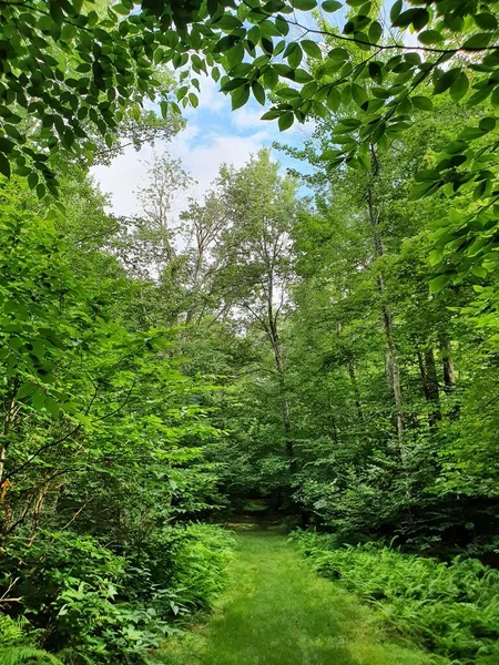 Närbild Grön Skog Med Spår — Stockfoto