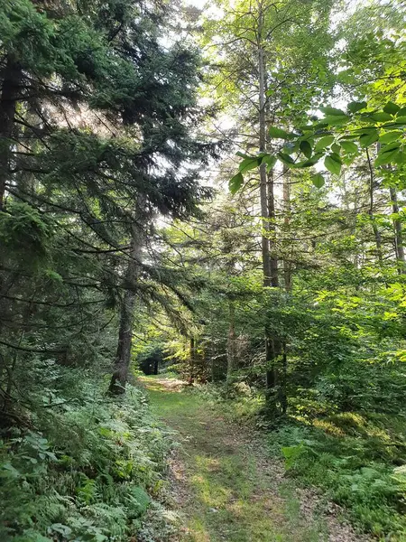 Forêt Verte Étroite Avec Sentier — Photo