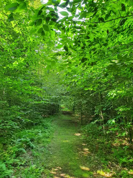 Primer Plano Bosque Verde Con Sendero — Foto de Stock
