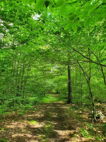 Fechar Floresta Verde Com Trilha — Fotografia de Stock