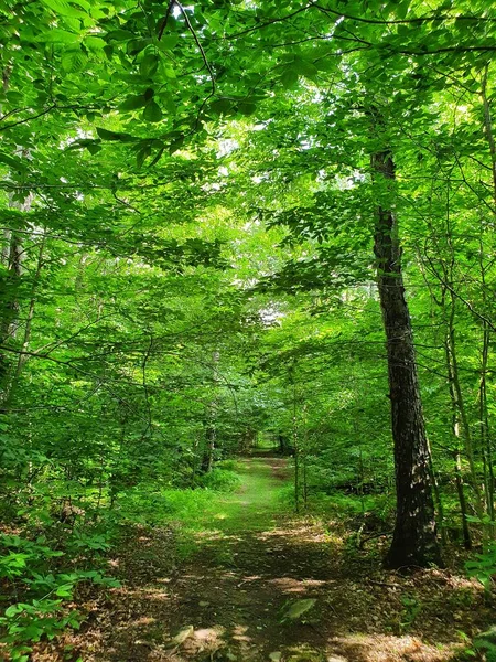 緑の森を歩道で塞ぐ — ストック写真