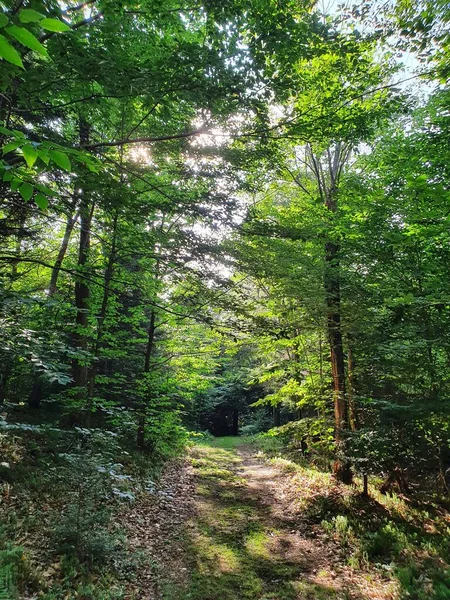 Forêt Verte Étroite Avec Sentier — Photo