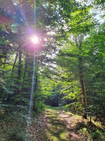 Крупним Планом Зелений Ліс Стежкою — стокове фото