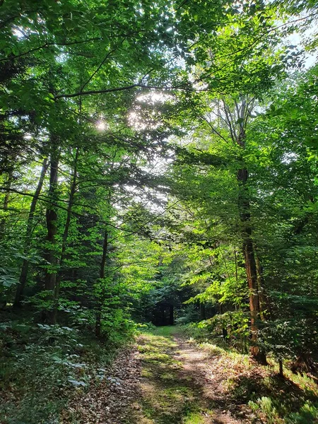 Fechar Floresta Verde Com Trilha — Fotografia de Stock