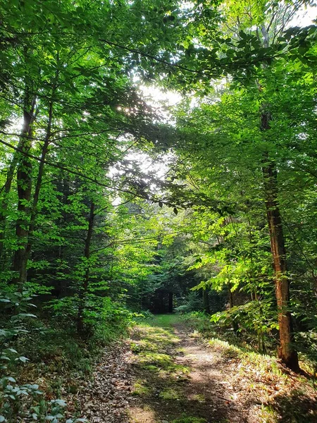 緑の森を歩道で塞ぐ — ストック写真